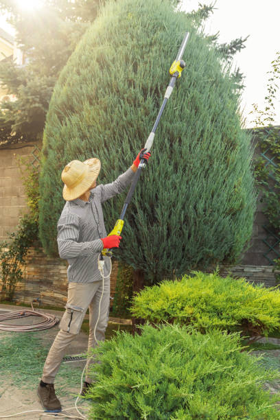 The Steps Involved in Our Tree Care Process in Mccaysville, GA